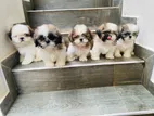 Shitzu Puppies