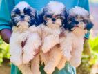 Shitzu Puppies