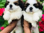 Shitzu Puppies