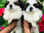 Shitzu Puppies
