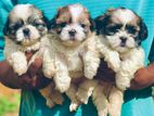 Shitzu Puppies