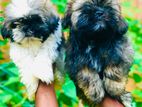 Shitzu Puppies