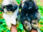 Shih Tzu Puppies