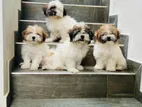 Shitzu Puppies