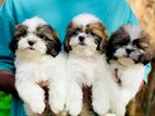 Shitzu Puppies