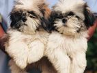 Shitzu Puppies