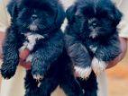 Shih Tzu Puppies