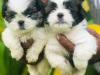 Shitzu Puppies