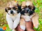 Shitzu Puppies