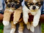 Shitzu Puppies