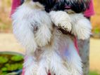 Shih Tzu Puppies