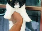 Shih Tzu Puppies