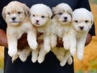Shih Tzu puppies