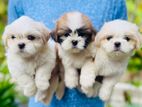 Shihtzu Puppies