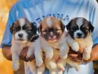 Shih Tzu Puppies