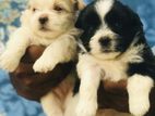 Shih Tzu Puppies