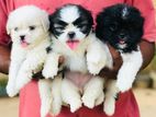 Shih Tzu Puppies