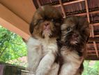 Shitzu Puppies