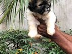 Shih Tzu Puppies