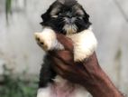 Shitzu Puppies