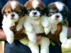 Shitzu Puppies
