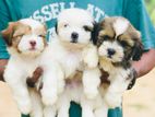 Shitzu puppies