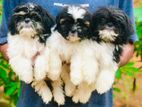 Shitzu Puppies