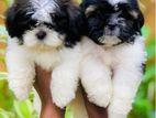 Shih Tzu Puppies