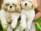 Shih Tzu Puppies
