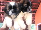 Shitzu Puppies