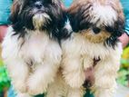Shitzu Puppies