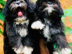 Shih Tzu Puppies