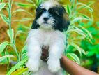 Shitzu puppies