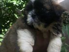 Shih Tzu Puppies