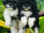 shitzu puppies