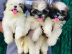 Shitzu puppies