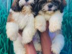 Shitzu puppies