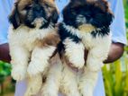 Shitzu puppies