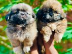 Shih Tzu Puppies