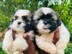 Shih Tzu Puppies