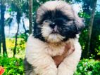 Shih Tzu Puppies