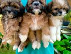 Shih Tzu Puppies