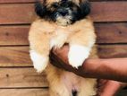 Shih Tzu Puppies