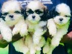 Shitzu puppies