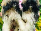 Shih Tzu Puppies