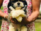 Shitzu Puppies