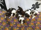 Shitzu Puppies