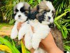 Shih Tzu Puppiesh