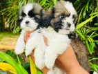 Shih Tzu Puppiesh
