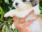 Shitzu Puppies